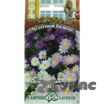 Брахикома Иберисолистная Нега (Чуд балкон)Гавриш Ц 