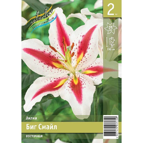 Лилия Биг Смайл 12/14 2 Эконом шт