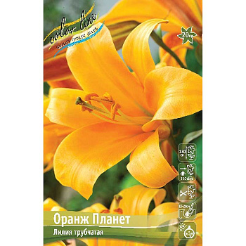 Лилия Оранж Планет 12/14 5 шт 