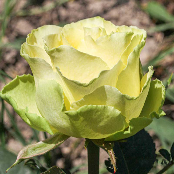 Роза чайно-гибридная Жади Садовита