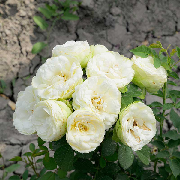 Роза Флорибунда Лемон Рококо Садовита