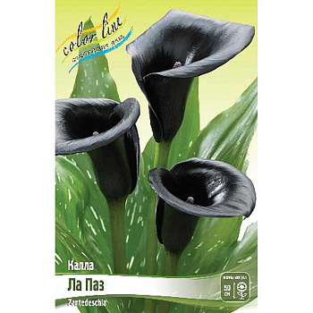 Калла Ла Паз 12/14 2 шт