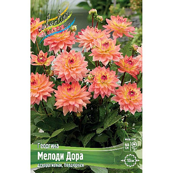 Георгина Мелоди Дора I 1 шт 