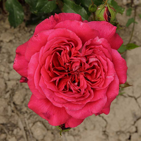 Роза чайно-гибридная Максим Садовита