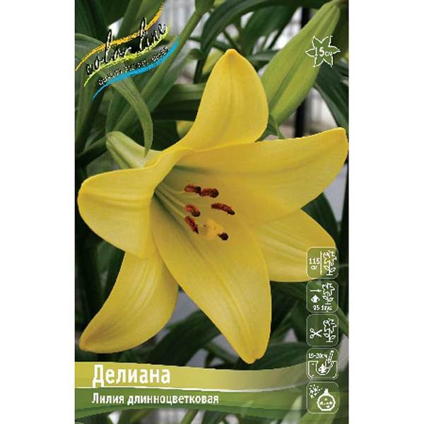 Лилия Делиана 12/14 5 шт 