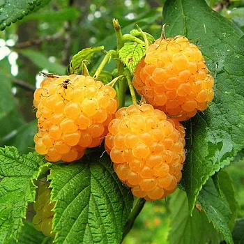 Малина Беглянка ремонтантная Садовита