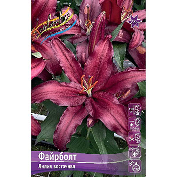 Лилия Файрболт 12/14 5 шт 
