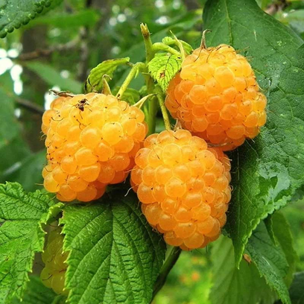 Малина Беглянка ремонтантная Садовита