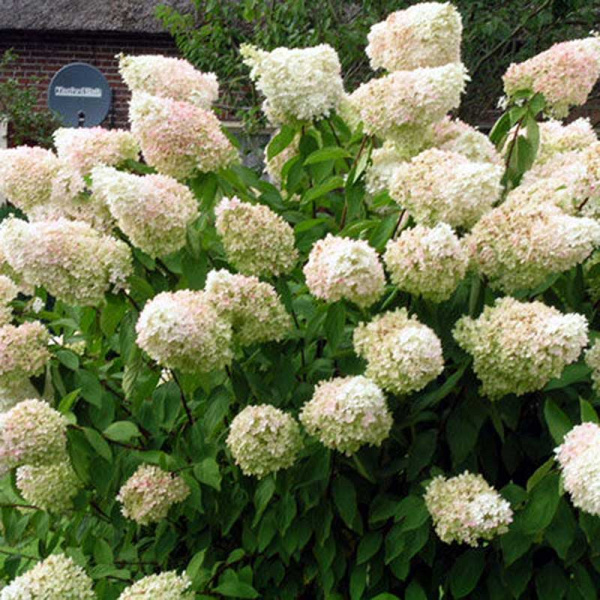 Гортензия метельчатая Грандифлора Р9 шт Садовита