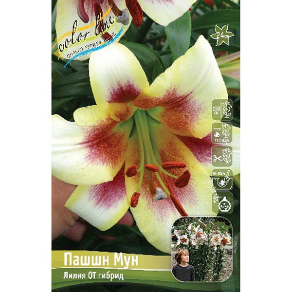 Лилия Пашшн Мун 12/14 5 шт 