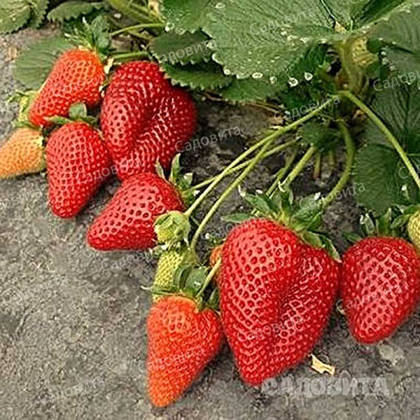 Земляника садовая ремонтантная Мальга (цена за 40 шт) ОСП