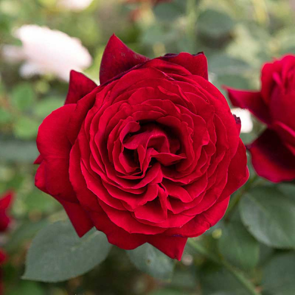 Роза чайно-гибридная Адмирал Садовита