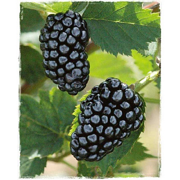 Ежевика Кустистая Натчез P9