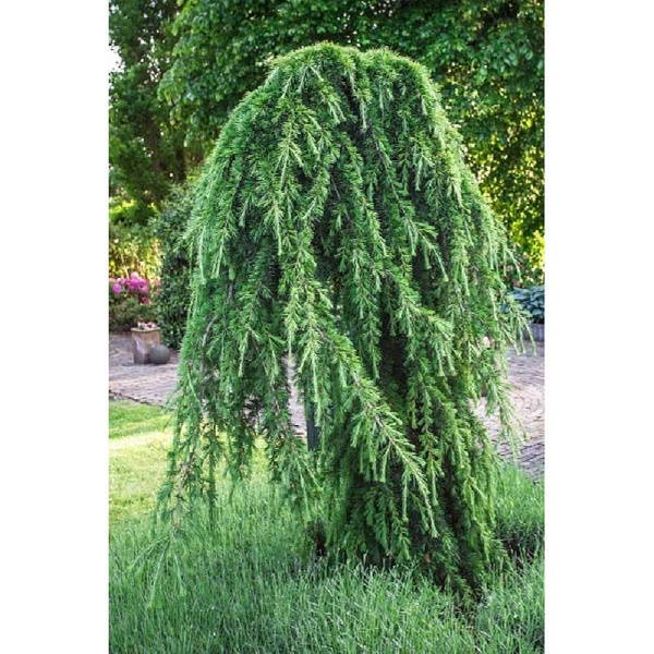 15932 Кедр Гималайский Пендула C5 100-125 ,шт