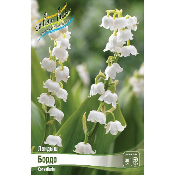 16432 Биг-Пак Ландыш Бордо I 25 шт 