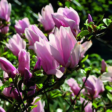 Магнолия Джордж Генри Керн Р9 шт Садовита