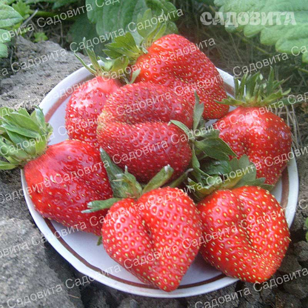 Земляника садовая Лакомка (цена за 40 шт) ОСП