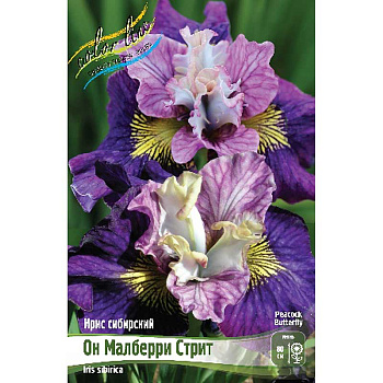 Ирис Сибирский Он Малберри Стрит I 1 шт