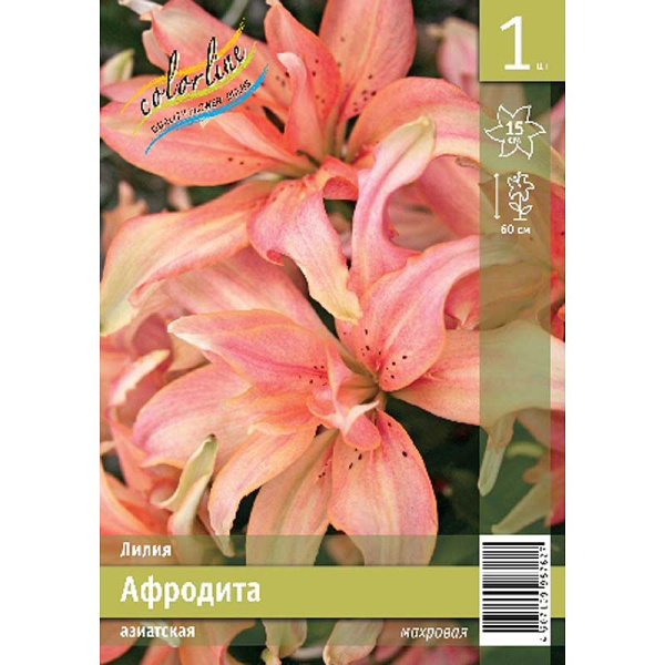 Лилия Афродита 12/14 1 Эконом шт