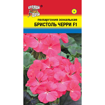 Пеларгония зон. Бристоль Черри Урожай у дачи Ц 