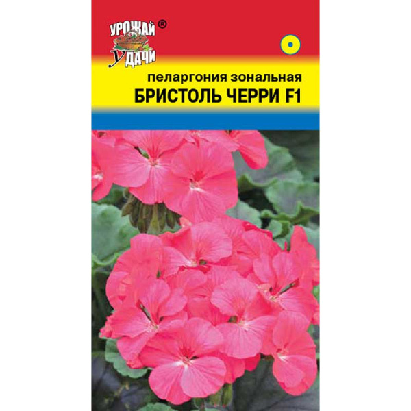 Пеларгония зон. Бристоль Черри Урожай у дачи Ц 