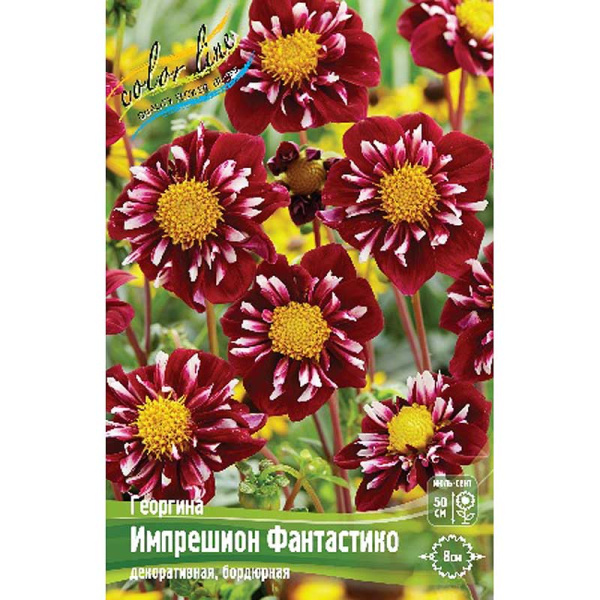 Георгина Импрешион Фантастико I 15 шт Шоу-бокс 13942