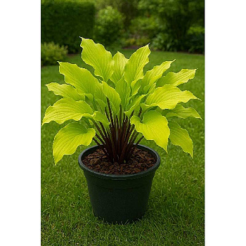 Хоста Фанки Манки I 1 шт