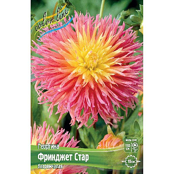 Георгина Фринджет Стар I 15 шт Шоу-бокс 9098