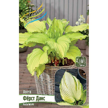 Хоста Фёрст Данс 1 n 25 шт Биг-Пак 9748