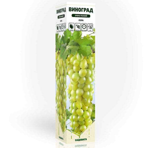 Виноград Лора очень ранний Садовита