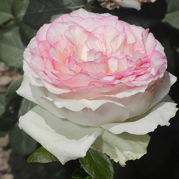 Роза чайно-гибридная Белла Вита Садовита