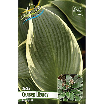 Хоста Силвер Шэдоу 1 n 1 шт