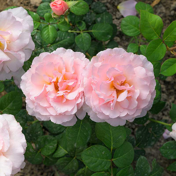 Роза Флорибунда Кремоза Садовита