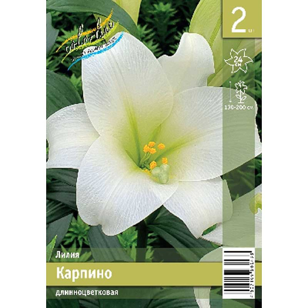 Лилия Карпино 11/12 2 Эконом шт 