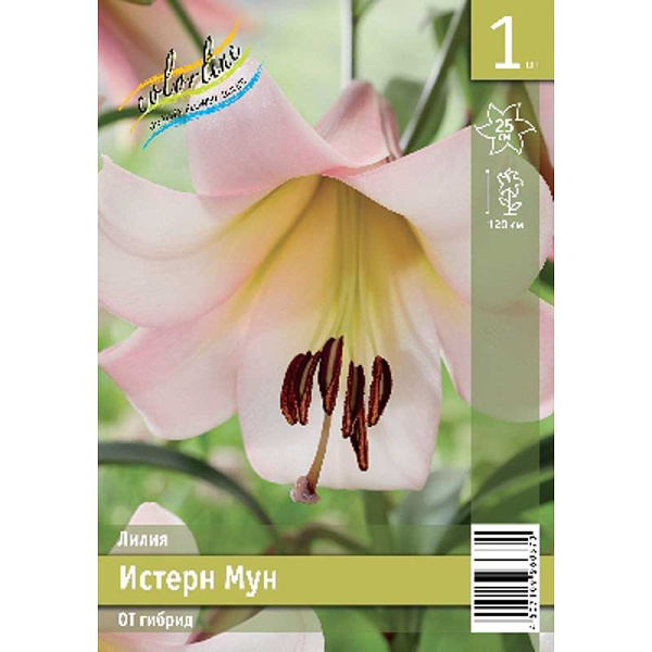 Лилия Истерн Мун 12/14 1 Эконом шт 
