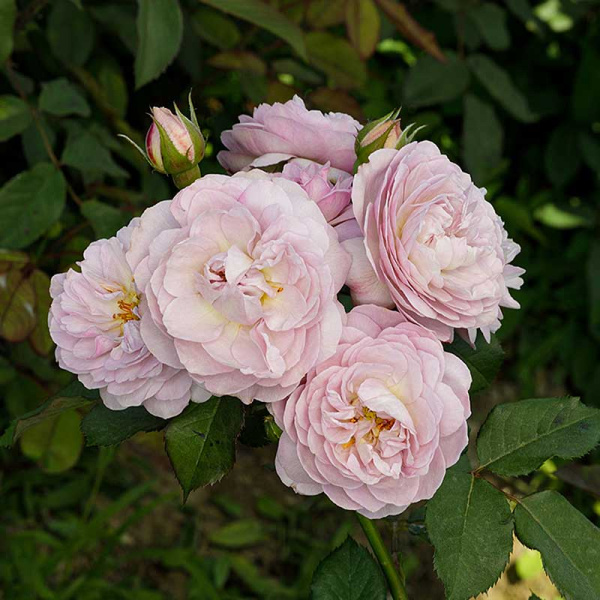 Роза шраб Флоренс Делатре Садовита