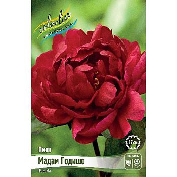 Пион Мадам Годишо 2/3 n 1 шт