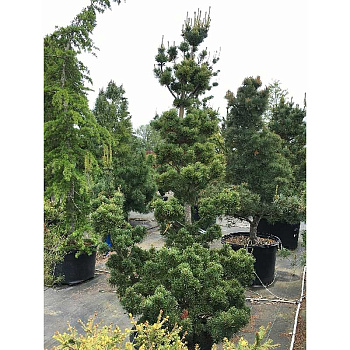 1727 Сосна Мелкоцветковая Аои C5 30-40cm ,шт