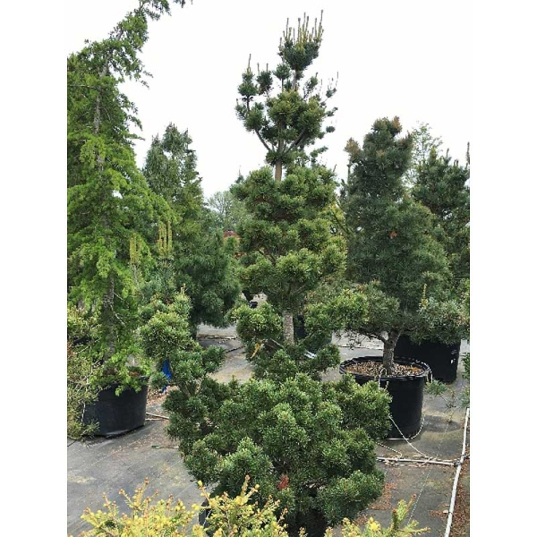 1727 Сосна Мелкоцветковая Аои C5 30-40cm ,шт