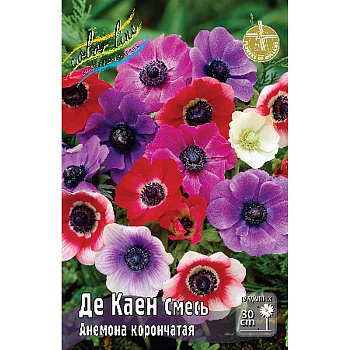Анемона Де Каен Смесь 5/6 200 шт Шоу-бокс 9181