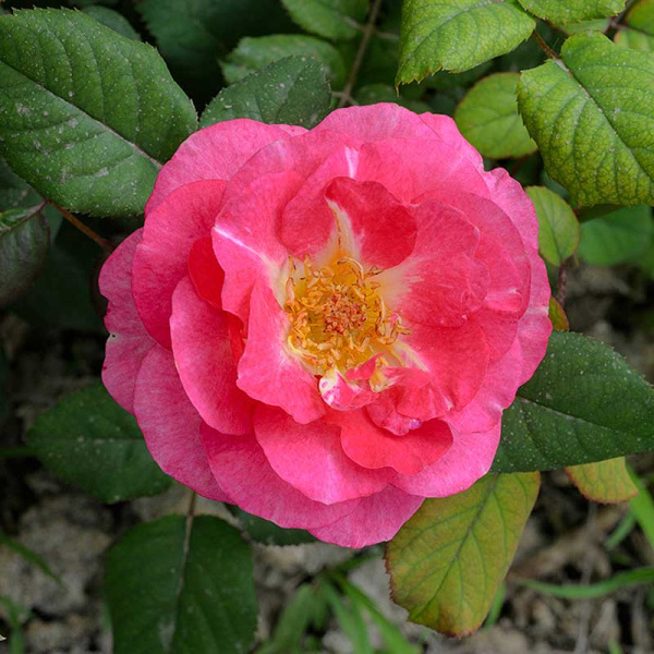 Роза Флорибунда Роуз Эксплоужен Садовита