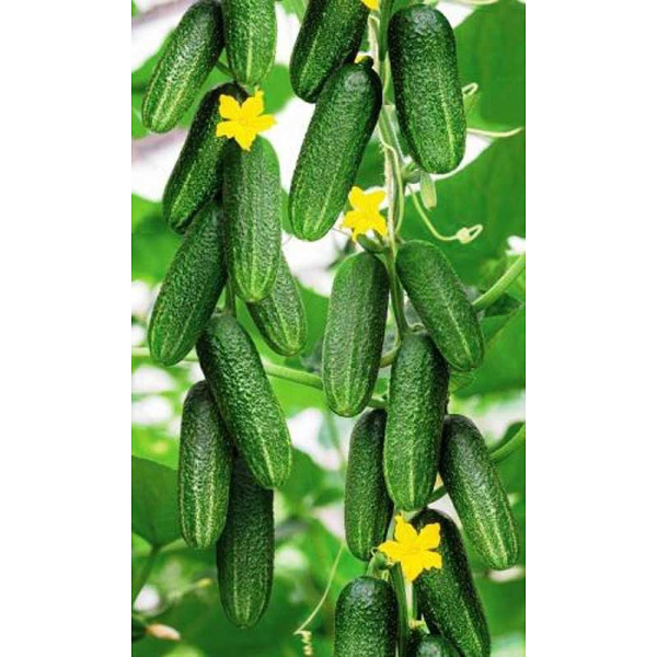 Огурец Боец Марс ШТВ