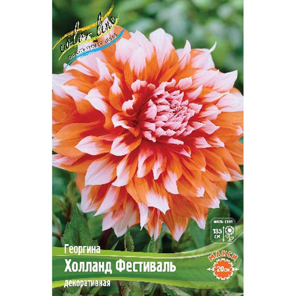 9536 Шоу-бокс Георгина Холланд Фестиваль I 15 шт