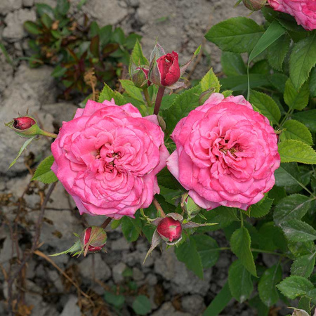 Роза Спрей Маргарита Садовита