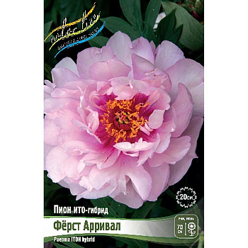 Пион Ито Фёрст Арривал 2/3 n 1 шт