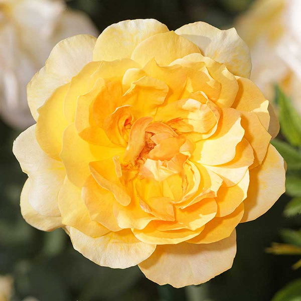 Роза шраб Жоэль Маруани Садовита