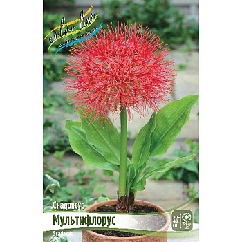 Скадоксус Мультифлорус 14/16 10 шт Шоу-Бокс 16119