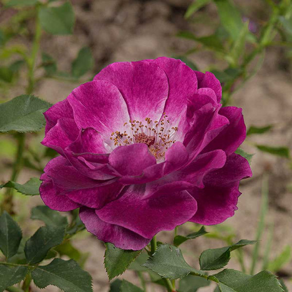 Роза флорибунда Уайлд блю йондер Садовита