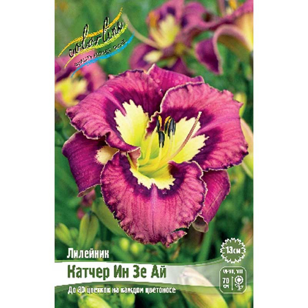 Лилейник Катчер Ин Зе Ай I 1 шт