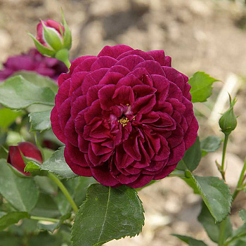 Роза флорибунда Эбб Тайд Садовита